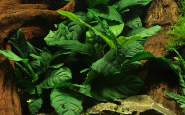 Anubias barteri var. 'Coffeifolia' - Kaffeeblättriges Speerblatt